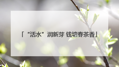 “活水”润新芽 钱塘春茶香