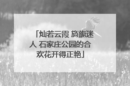 灿若云霞 旖旎迷人 石家庄公园的合欢花开得正艳
