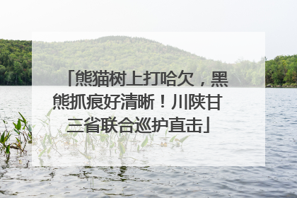 熊猫树上打哈欠，黑熊抓痕好清晰！川陕甘三省联合巡护直击