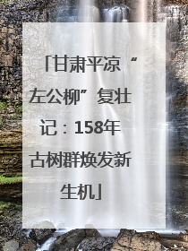 甘肃平凉“左公柳”复壮记：158年古树群焕发新生机