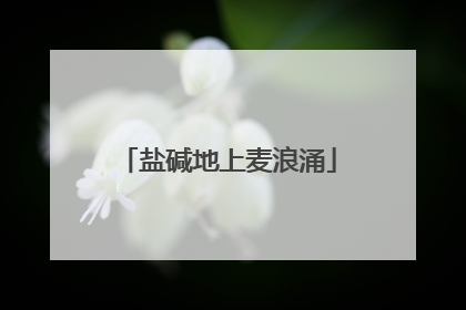 盐碱地上麦浪涌
