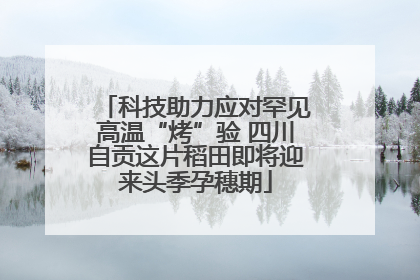 科技助力应对罕见高温“烤”验 四川自贡这片稻田即将迎来头季孕穗期