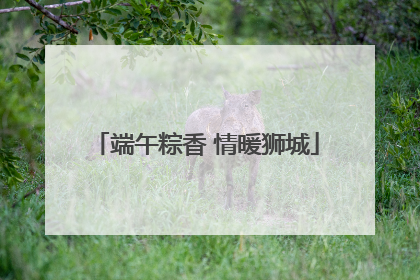 端午粽香 情暖狮城