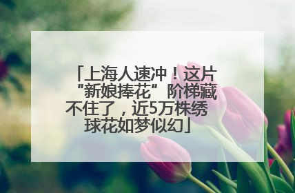 上海人速冲！这片“新娘捧花”阶梯藏不住了，近5万株绣球花如梦似幻