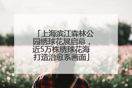 上海滨江森林公园绣球花展启幕，近5万株绣球花海打造治愈系画面