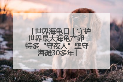 世界海龟日丨守护世界最大海龟产卵 特多“守夜人”坚守海滩30多年