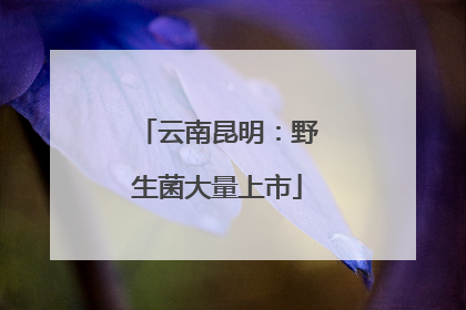 云南昆明：野生菌大量上市