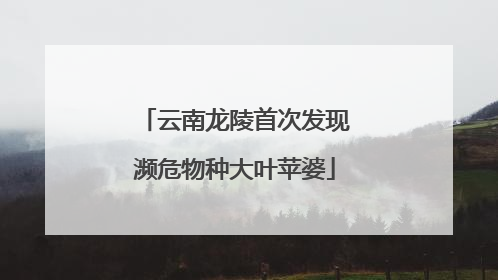 云南龙陵首次发现濒危物种大叶苹婆