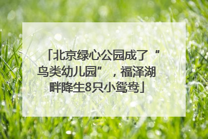 北京绿心公园成了“鸟类幼儿园”，福泽湖畔降生8只小鸳鸯