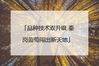 品种技术双升级 秦岗葡萄闯出新天地