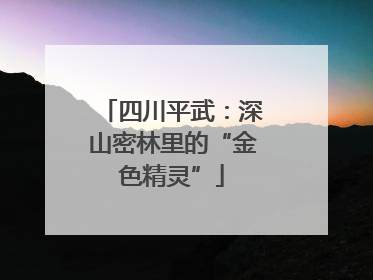 四川平武：深山密林里的“金色精灵”