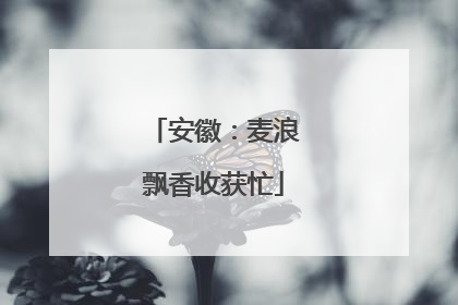 安徽：麦浪飘香收获忙