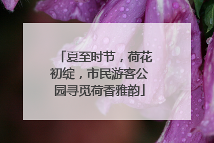 夏至时节，荷花初绽，市民游客公园寻觅荷香雅韵