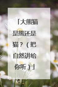大熊猫是熊还是猫？（把自然讲给你听）
