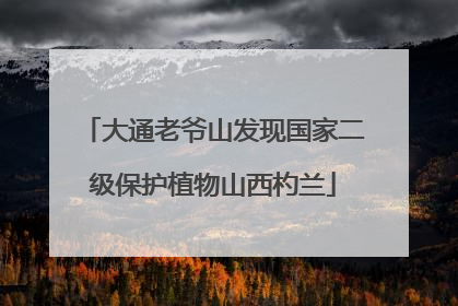 大通老爷山发现国家二级保护植物山西杓兰