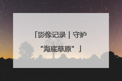 影像记录｜守护“海底草原”