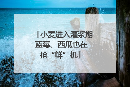 小麦进入灌浆期 蓝莓、西瓜也在抢“鲜”机