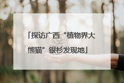 探访广西“植物界大熊猫”银杉发现地