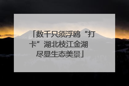 数千只须浮鸥“打卡”湖北枝江金湖 尽显生态美景