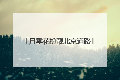 月季花扮靓北京道路