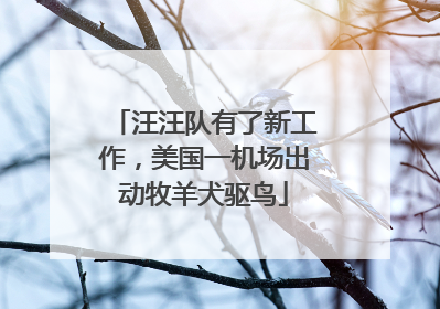 汪汪队有了新工作，美国一机场出动牧羊犬驱鸟