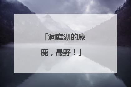 洞庭湖的麋鹿，最野！