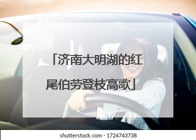 济南大明湖的红尾伯劳登枝高歌