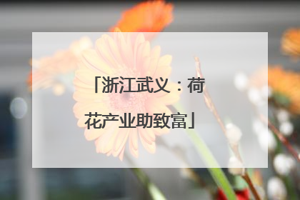 浙江武义：荷花产业助致富