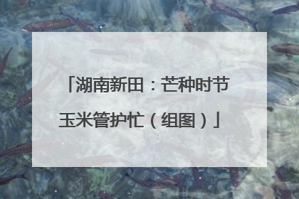 湖南新田：芒种时节玉米管护忙（组图）