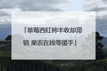 草莓西红柿丰收却滞销 果农在线等援手