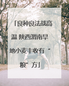 良种良法战高温 陕西渭南旱地小麦丰收有“粮”方