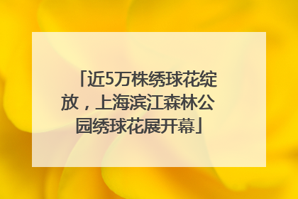 近5万株绣球花绽放，上海滨江森林公园绣球花展开幕