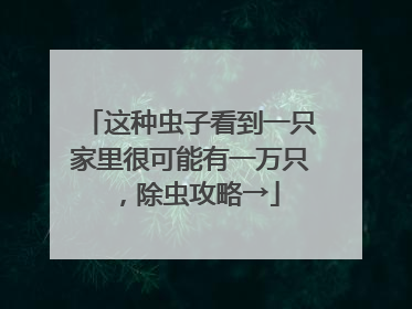 这种虫子看到一只家里很可能有一万只，除虫攻略→