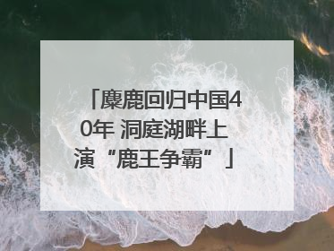 麋鹿回归中国40年 洞庭湖畔上演“鹿王争霸”