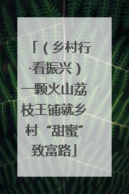 （乡村行·看振兴）一颗火山荔枝王铺就乡村“甜蜜”致富路
