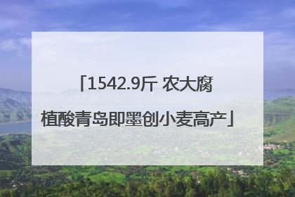 1542.9斤 农大腐植酸青岛即墨创小麦高产
